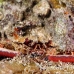 crab_reef_nus_h_0705_png1770.jpg